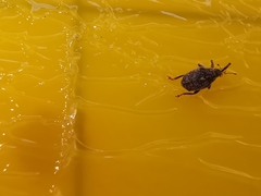 Ceutorhynchus pallidactylus