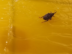 Ceutorhynchus pallidactylus