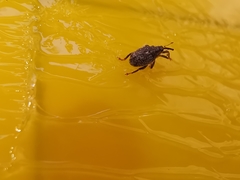 Ceutorhynchus pallidactylus