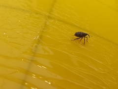 Ceutorhynchus pallidactylus