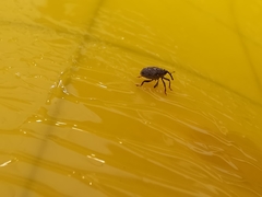 Ceutorhynchus pallidactylus