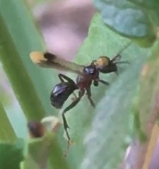 Deuteragenia geronimo