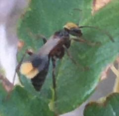 Deuteragenia geronimo