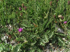 Cirsium tuberosum