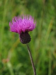 Cirsium tuberosum