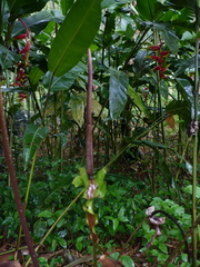 Anthurium salgarense