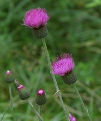 Cirsium tuberosum