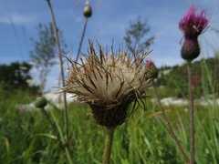 Cirsium tuberosum