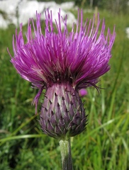 Cirsium tuberosum