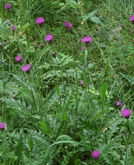 Cirsium tuberosum