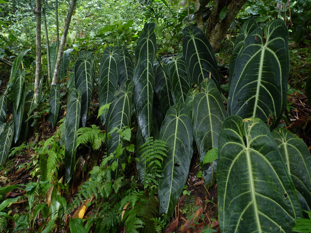 Anthurium warocqueanum  iNaturalist