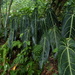 Anthurium warocqueanum - Photo (c) Nate Hartley, alguns direitos reservados (CC BY-NC), uploaded by Nate Hartley