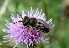 Megachile willughbiella