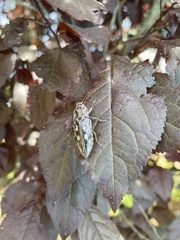 Chalcophora virginiensis