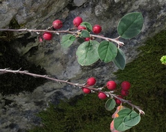 Cotoneaster integerrimus