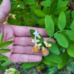 Lathyrus delnorticus