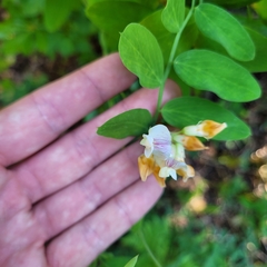 Lathyrus delnorticus
