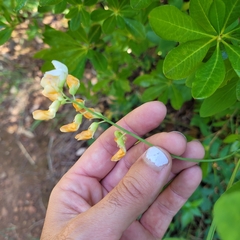 Lathyrus delnorticus