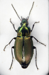 Poecilus cupreus