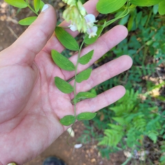 Lathyrus delnorticus