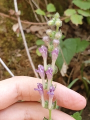 Scutellaria columnae