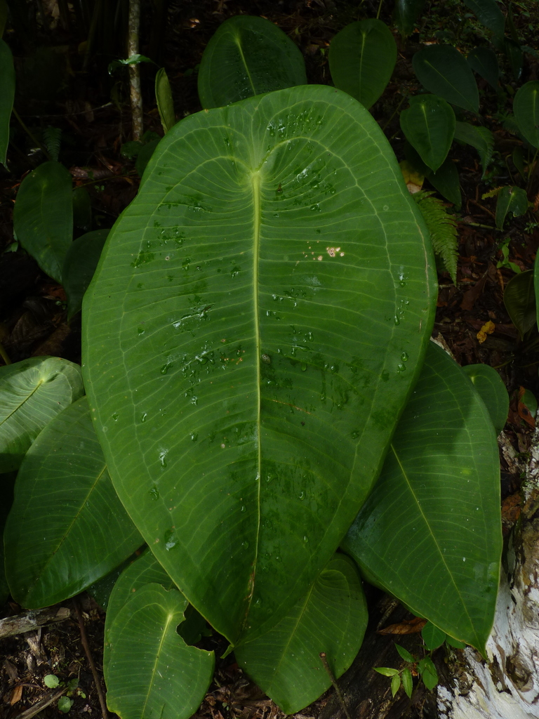 Anthurium peltigerum  iNaturalist