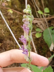 Scutellaria columnae