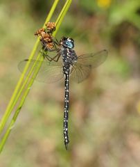 Austroaeschna multipunctata
