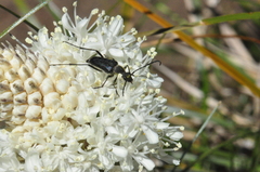 Anastrangalia laetifica