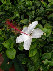 Hibiscus arnottianus