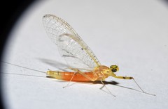 Stenacron interpunctatum heterotarsale