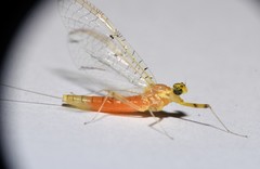 Stenacron interpunctatum heterotarsale