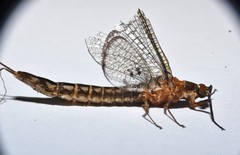 Hexagenia bilineata