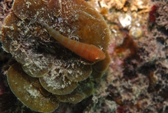 Cochleoceps bicolor