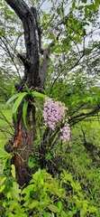 Aerides maculosa