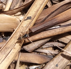 Stenaelurillus lesserti