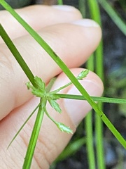 Cyperus trinervis