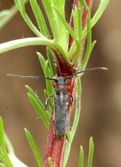 Phytoecia virgula