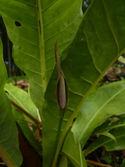 Anthurium caucavallense