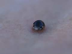 Hyperaspis lateralis