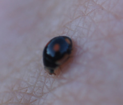 Hyperaspis lateralis