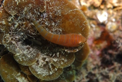 Cochleoceps bicolor
