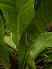 Anthurium caucavallense