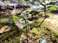 Pyrola chlorantha