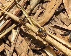 Stenaelurillus lesserti