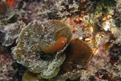 Cochleoceps bicolor