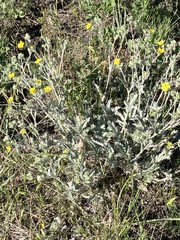 Potentilla effusa