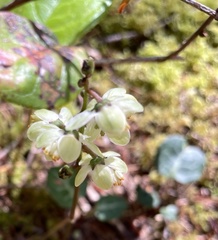 Pyrola chlorantha