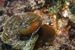 Cochleoceps bicolor