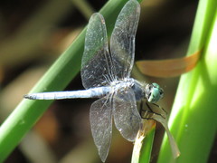 Pachydiplax longipennis
